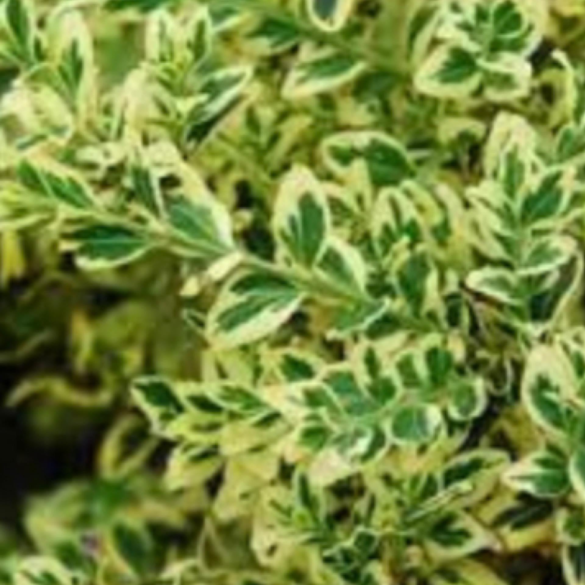 Buxus Sempervirens Aureo Variegata - View 7 from www redcrocus com