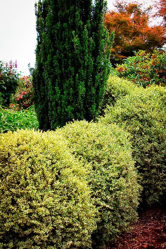 Buxus Sempervirens Aureo Variegata - View 8 from www redcrocus com