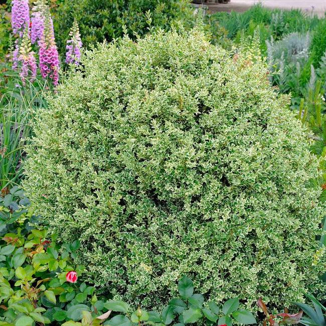 Buxus Sempervirens Aureo Variegata - View 9 from www redcrocus com