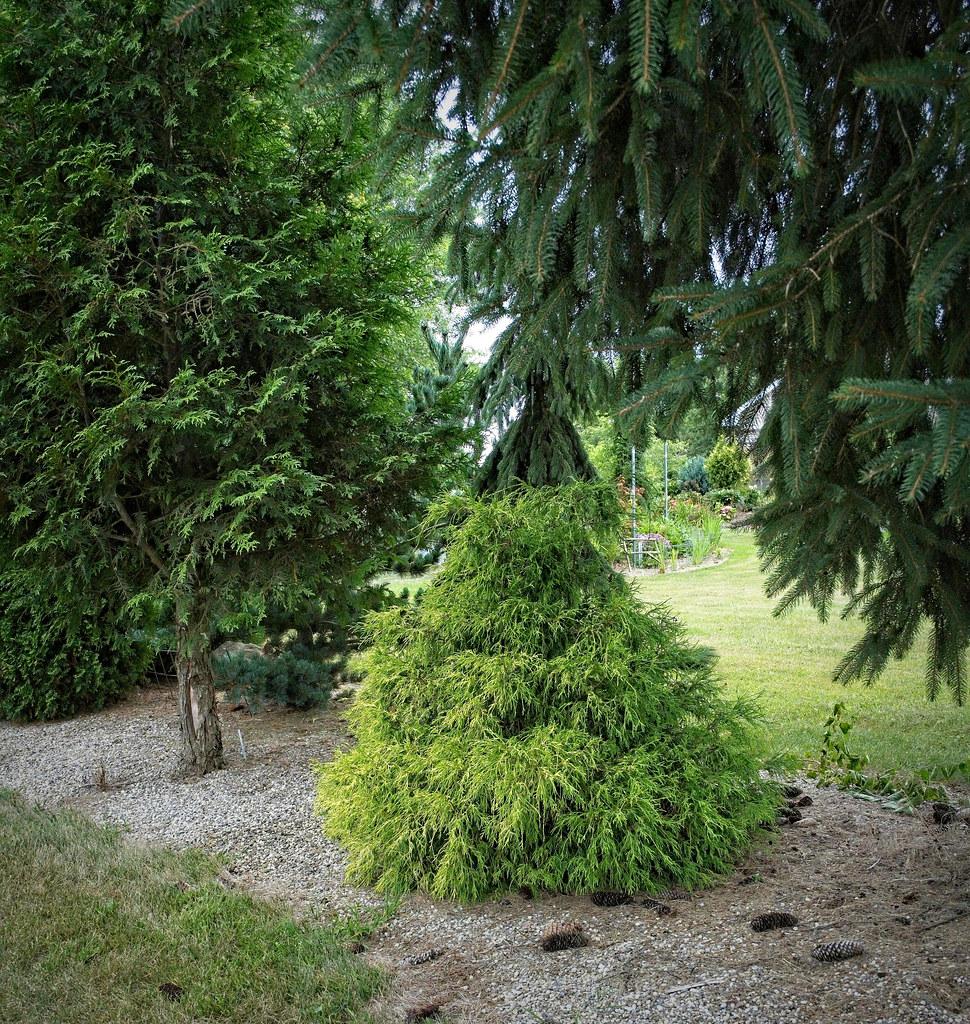Chamaecyparis Pisifera Golden Charm - View 17 from www redcrocus com