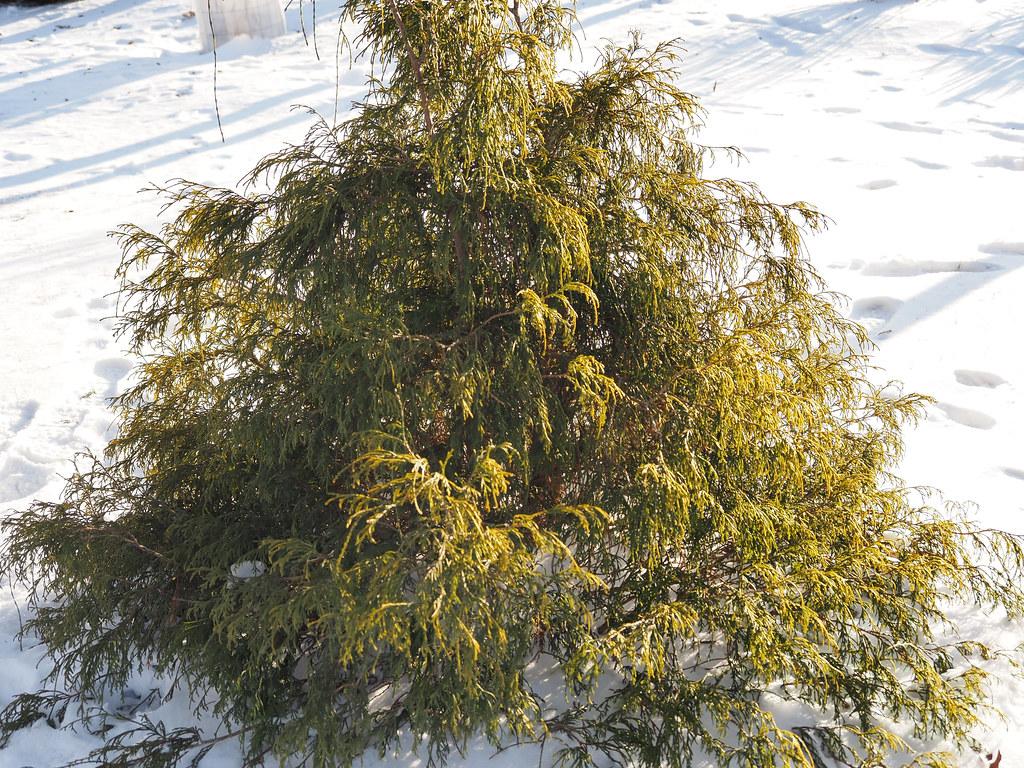 Chamaecyparis Pisifera Golden Charm - View 18 from www redcrocus com