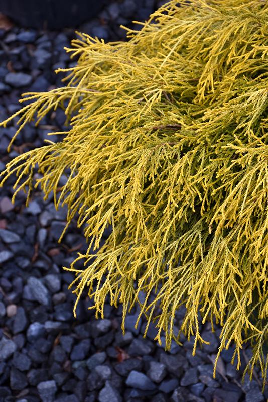 Chamaecyparis Pisifera Golden Charm - View 4 from www redcrocus com