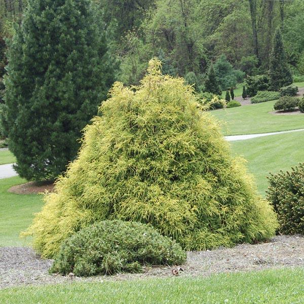 Chamaecyparis Pisifera Golden Charm - View 6 from www redcrocus com