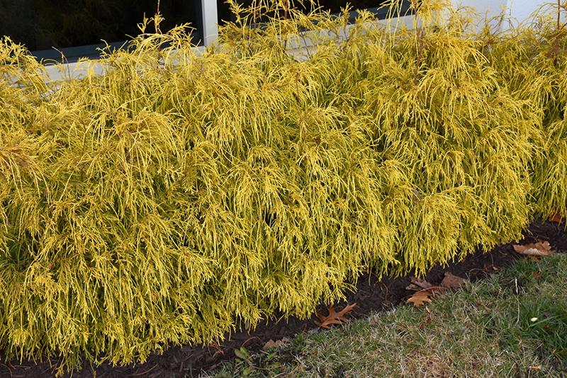 Chamaecyparis Pisifera Golden Charm - View 7 from www redcrocus com