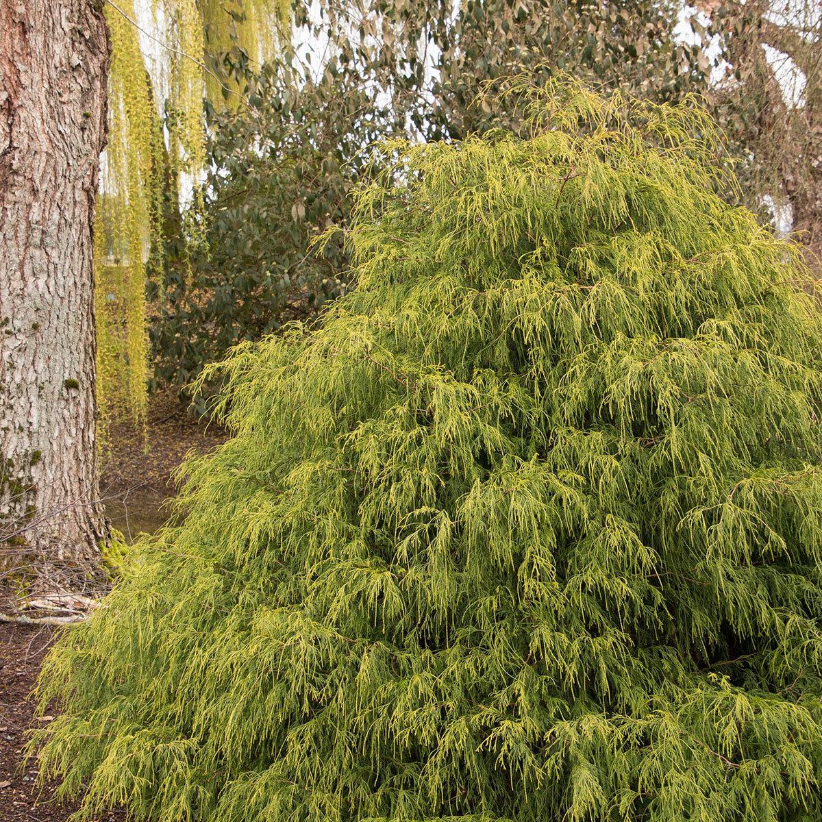 Chamaecyparis Pisifera 'golden Charm' - View 11 from www redcrocus com