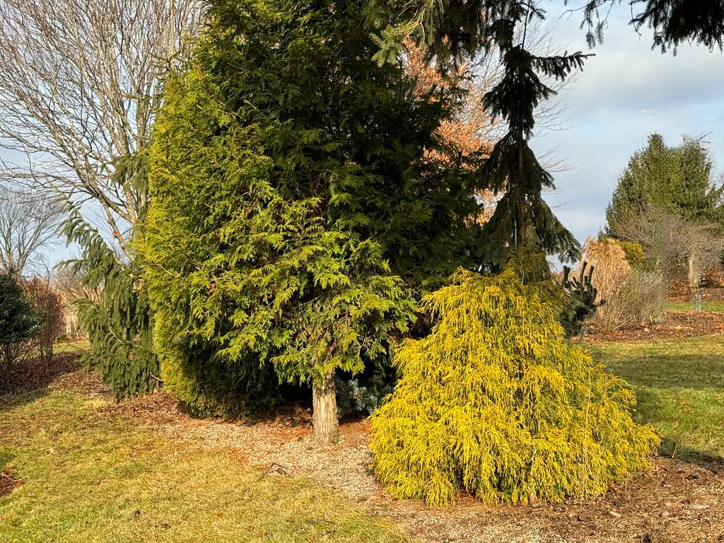 Chamaecyparis Pisifera 'golden Charm' - View 13 from www redcrocus com