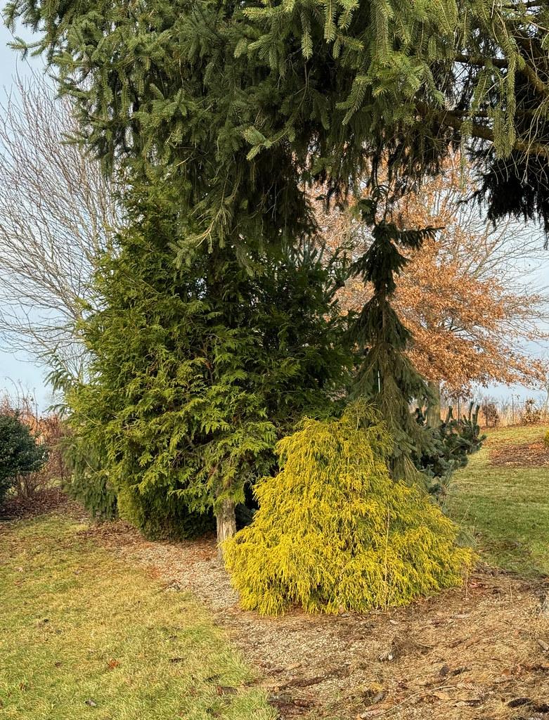 Chamaecyparis Pisifera 'golden Charm' - View 14 from www redcrocus com