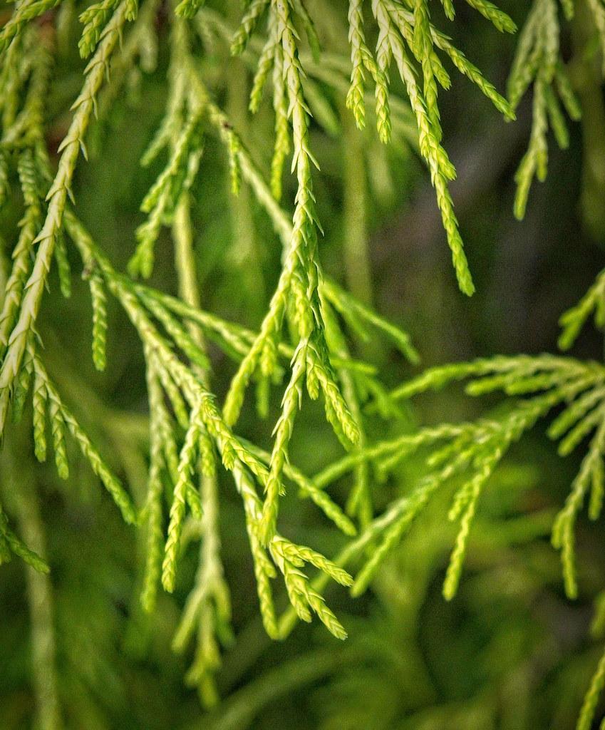 Chamaecyparis Pisifera 'golden Charm' - View 15 from www redcrocus com
