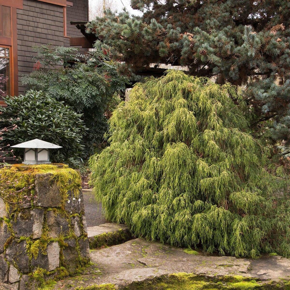 Chamaecyparis Pisifera 'golden Charm' - View 16 from www redcrocus com