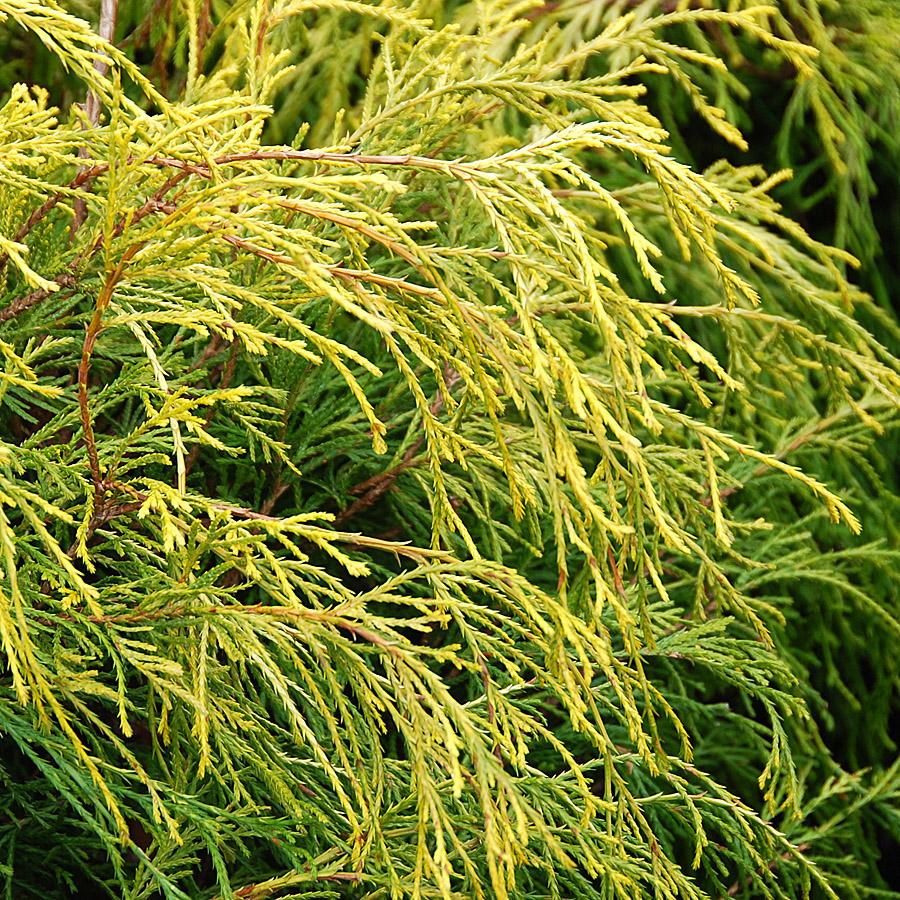 Chamaecyparis Pisifera 'golden Charm' - View 2 from www redcrocus com