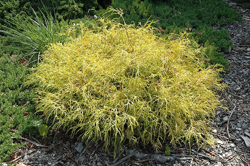 Chamaecyparis Pisifera 'golden Charm' - View 3 from www redcrocus com
