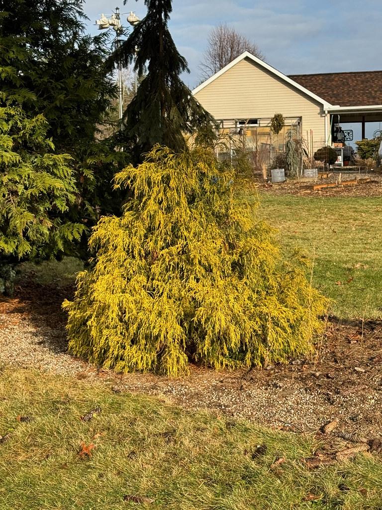 Chamaecyparis Pisifera 'golden Charm' - View 7 from www redcrocus com