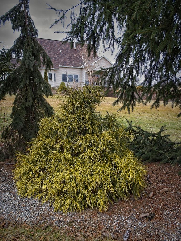 Chamaecyparis Pisifera 'golden Charm' - View 8 from www redcrocus com