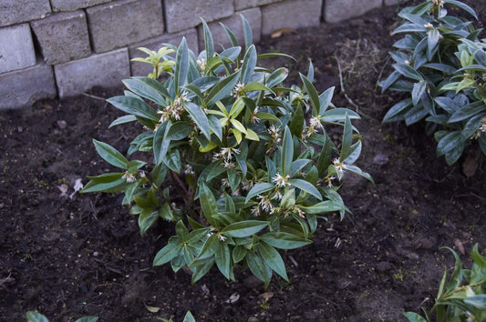 Sarcococca Hookeriana Var  Humilis - View 1 from www redcrocus com