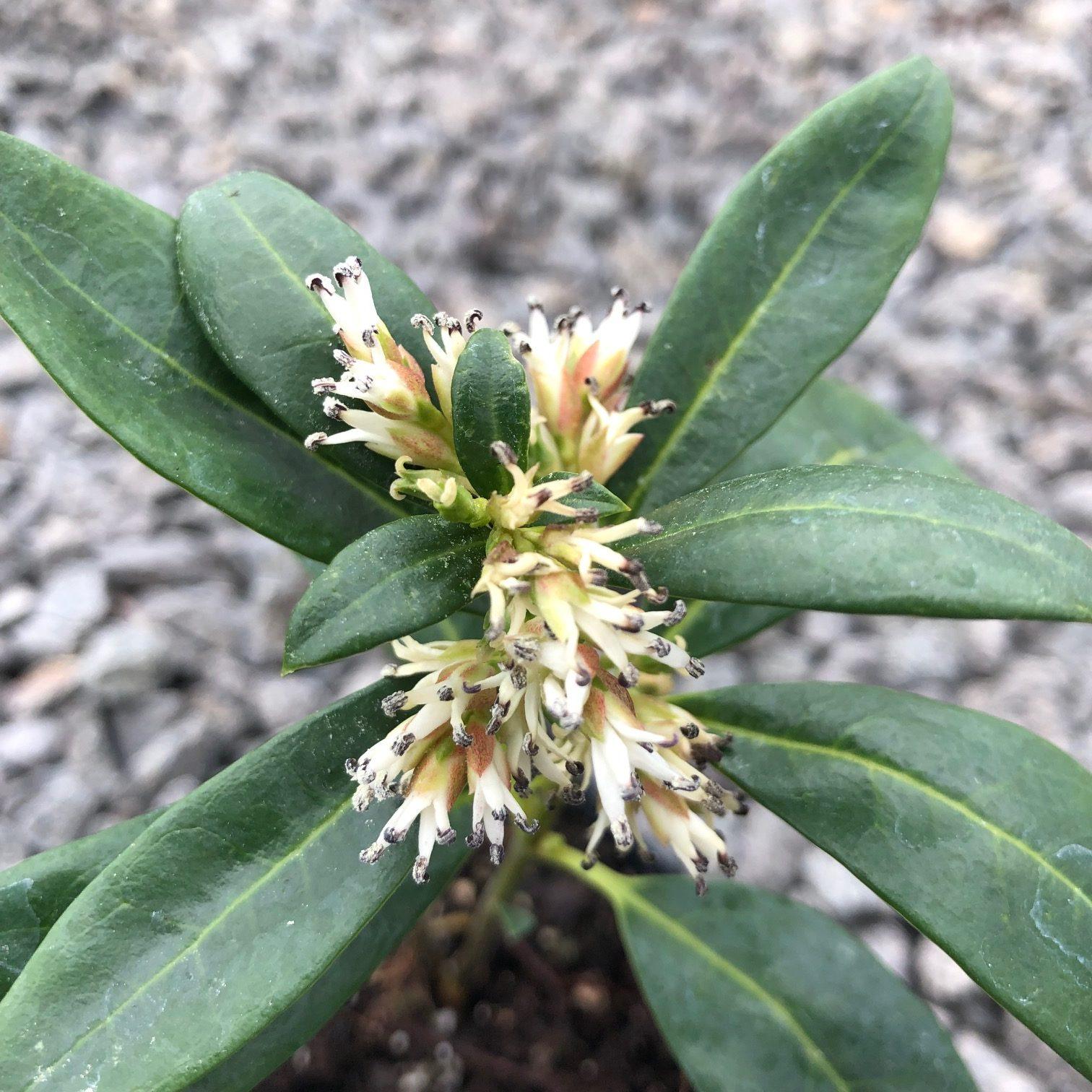 Sarcococca Hookeriana Var  Humilis - View 5 from www redcrocus com