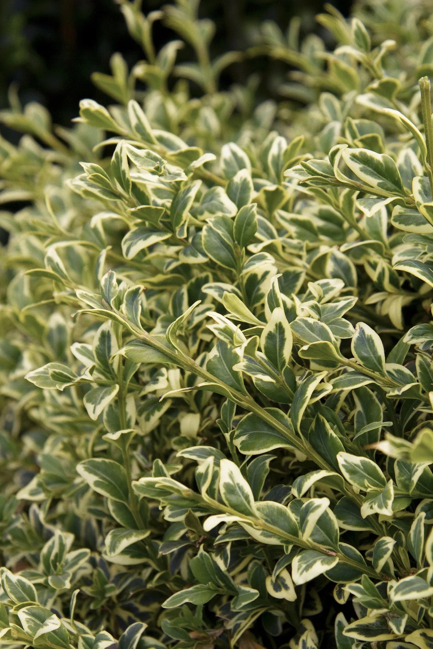 Buxus Sempervirens 'variegata' - View 13 from www redcrocus com