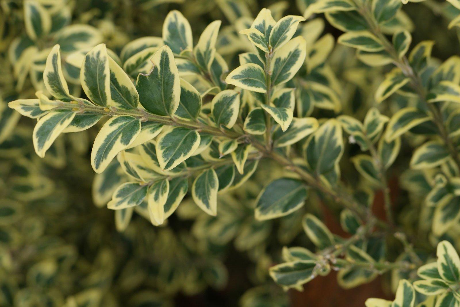 Buxus Sempervirens 'variegata' - View 14 from www redcrocus com