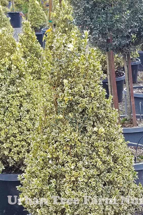 Buxus Sempervirens 'variegata' - View 15 from www redcrocus com