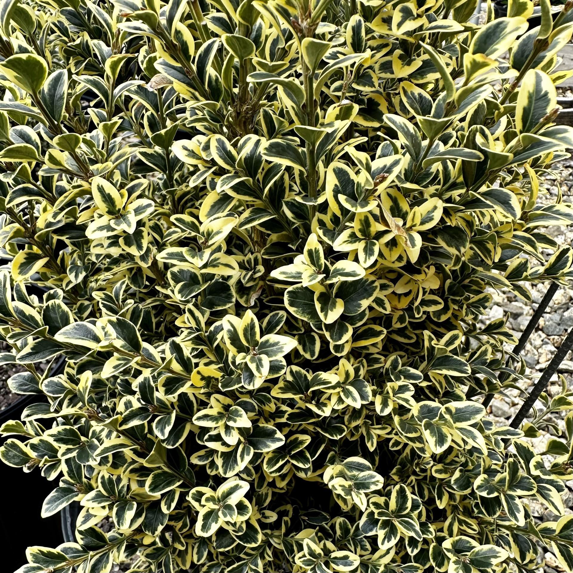 Buxus Sempervirens 'variegata' - View 16 from www redcrocus com