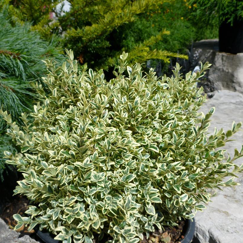 Buxus Sempervirens 'variegata' - View 1 from www redcrocus com