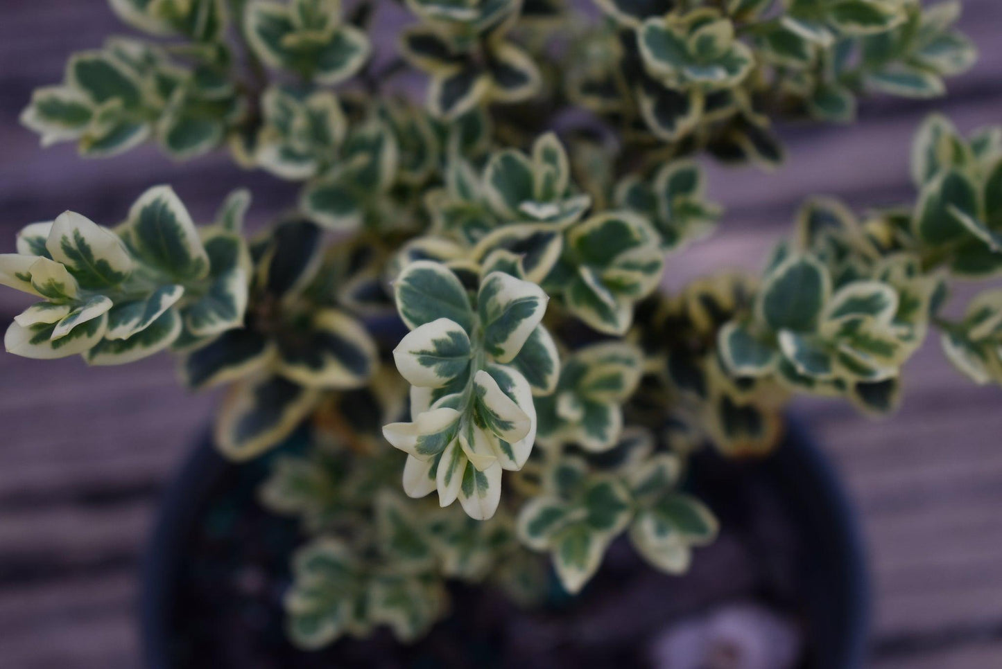 Buxus Sempervirens 'variegata' - View 21 from www redcrocus com