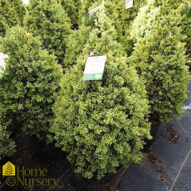 Buxus Sempervirens 'variegata' - View 24 from www redcrocus com