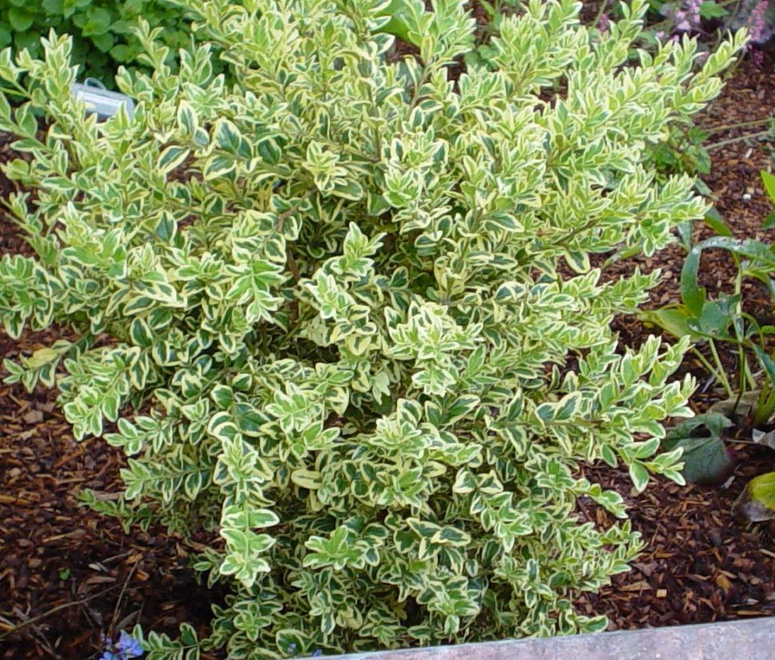 Buxus Sempervirens 'variegata' - View 25 from www redcrocus com