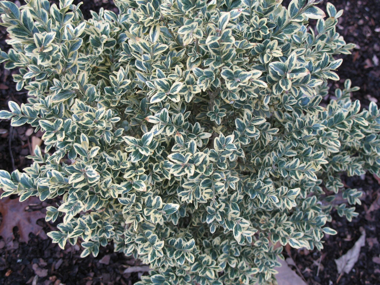 Buxus Sempervirens 'variegata' - View 27 from www redcrocus com