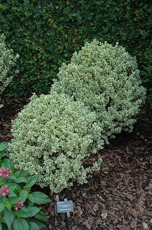 Buxus Sempervirens 'variegata' - View 2 from www redcrocus com