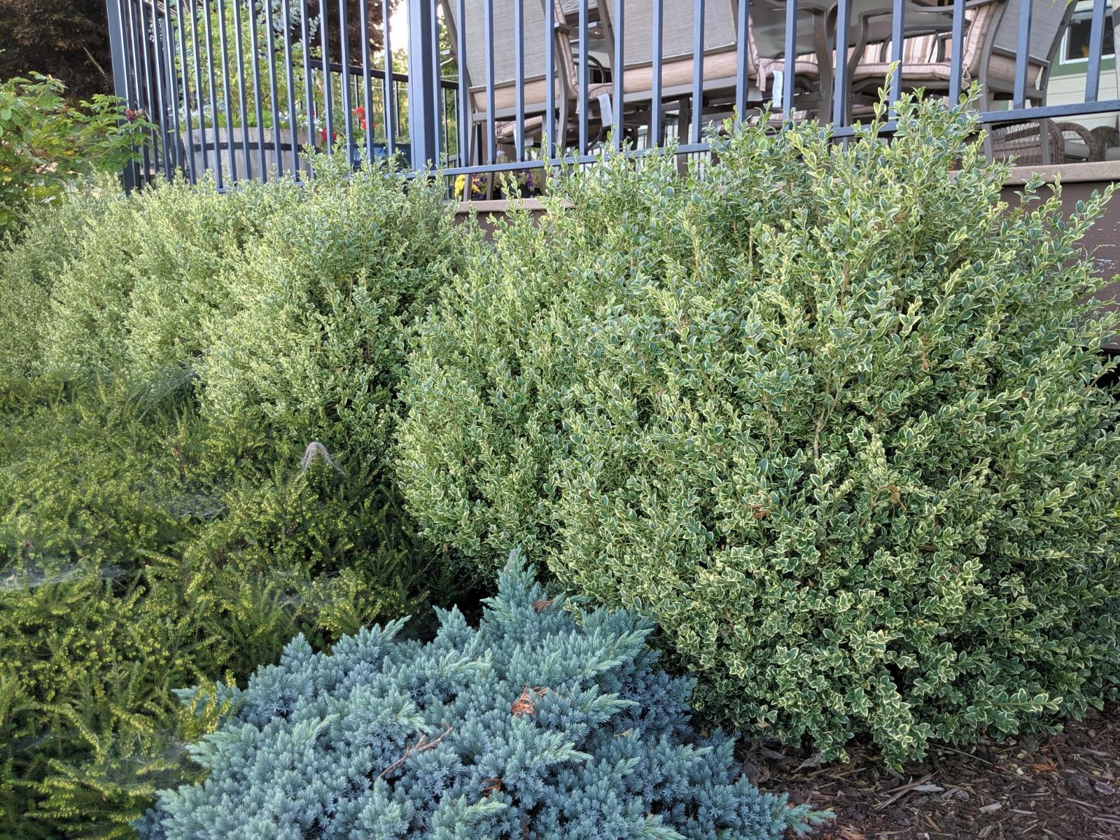 Buxus Sempervirens 'variegata' - View 30 from www redcrocus com