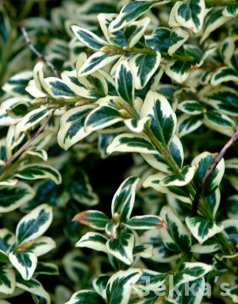 Buxus Sempervirens 'variegata' - View 32 from www redcrocus com