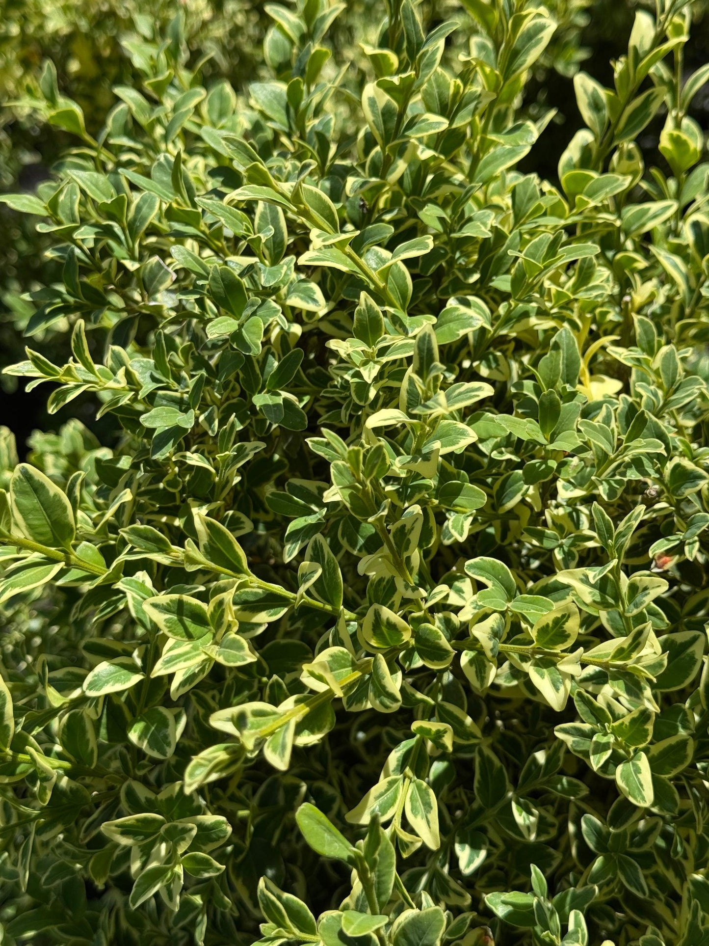 Buxus Sempervirens 'variegata' - View 35 from www redcrocus com