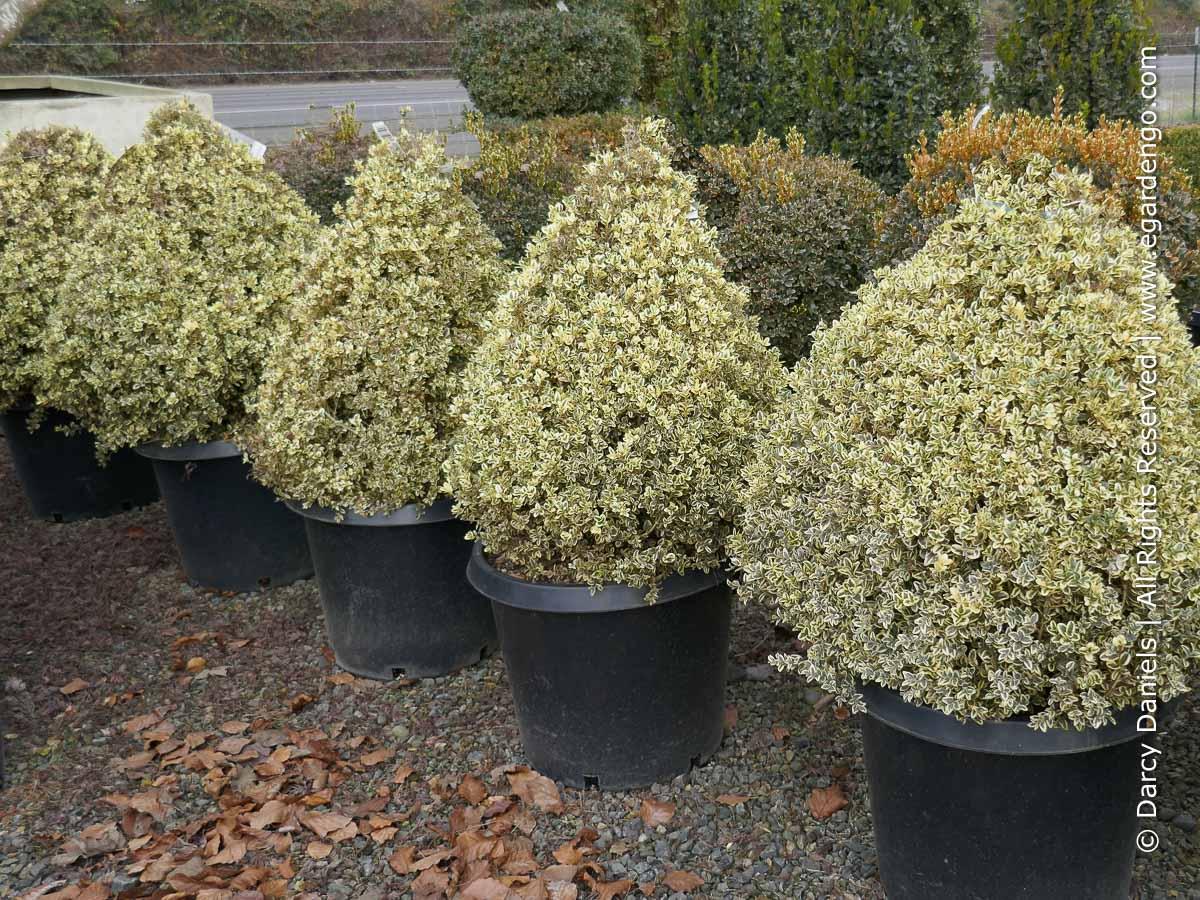 Buxus Sempervirens 'variegata' - View 37 from www redcrocus com