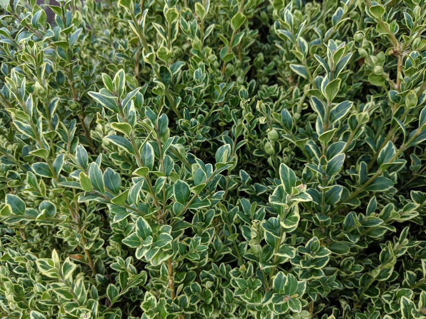 Buxus Sempervirens 'variegata' - View 38 from www redcrocus com