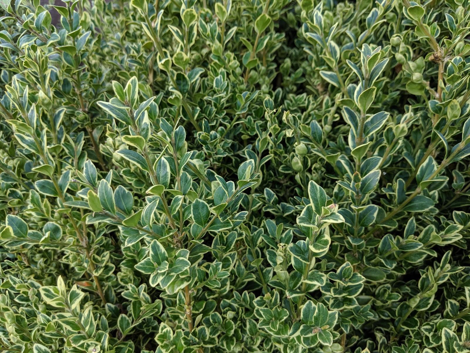 Buxus Sempervirens 'variegata' - View 38 from www redcrocus com