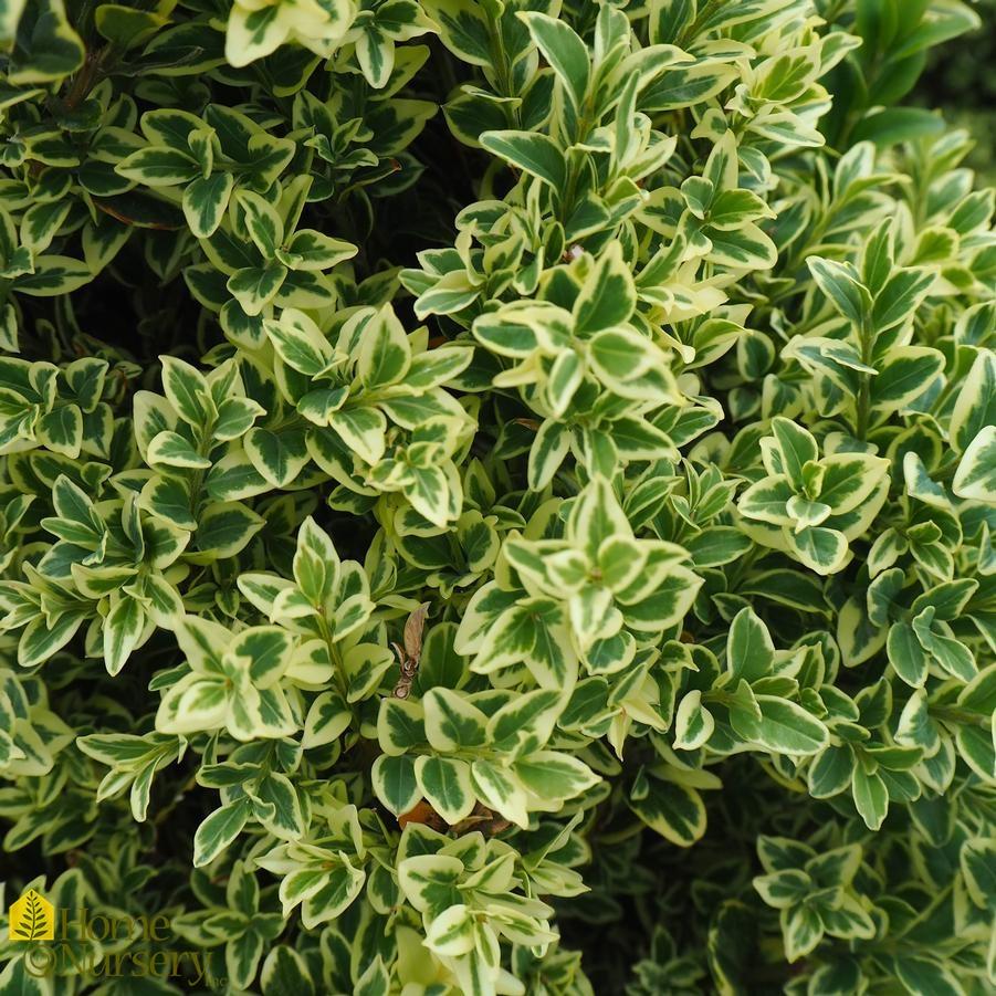Buxus Sempervirens 'variegata' - View 3 from www redcrocus com