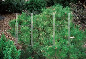 Pinus Resinosa Don Smith - View 10 from www redcrocus com
