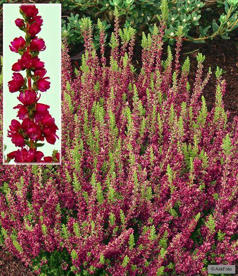 Calluna Vulgaris 'dark Beauty' - View 12 from www redcrocus com
