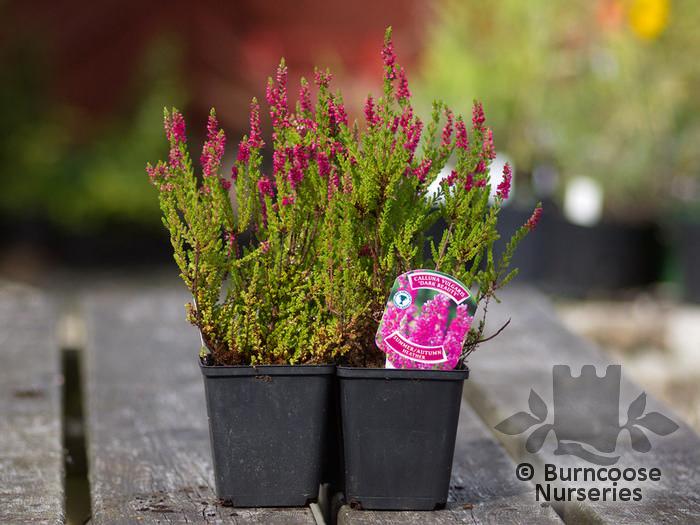 Calluna Vulgaris 'dark Beauty' - View 14 from www redcrocus com
