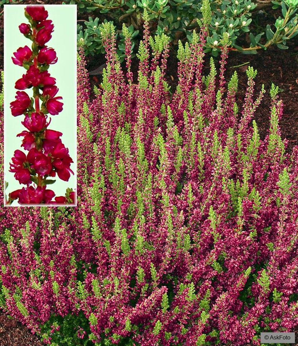 Calluna Vulgaris 'dark Beauty' - View 15 from www redcrocus com