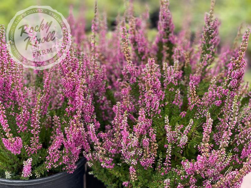 Calluna Vulgaris 'dark Beauty' - View 16 from www redcrocus com