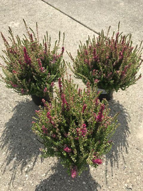 Calluna Vulgaris 'dark Beauty' - View 17 from www redcrocus com