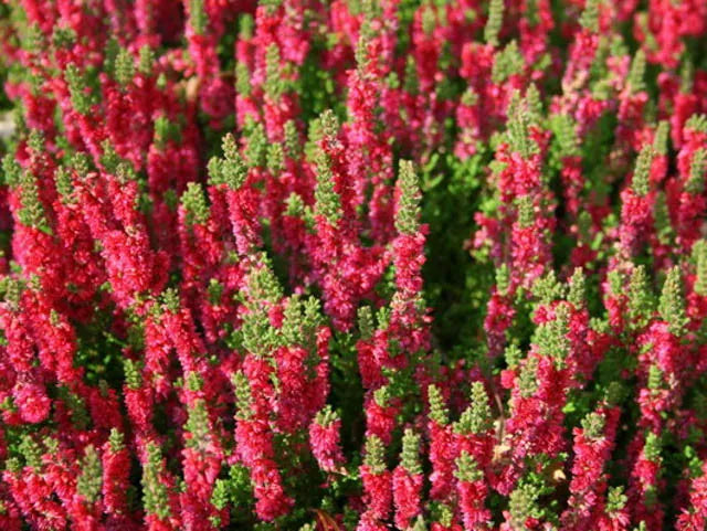 Calluna Vulgaris 'dark Beauty' - View 1 from www redcrocus com