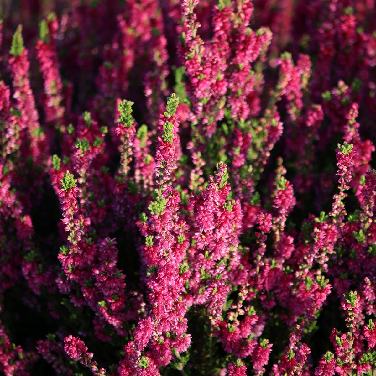 Calluna Vulgaris 'dark Beauty' - View 20 from www redcrocus com
