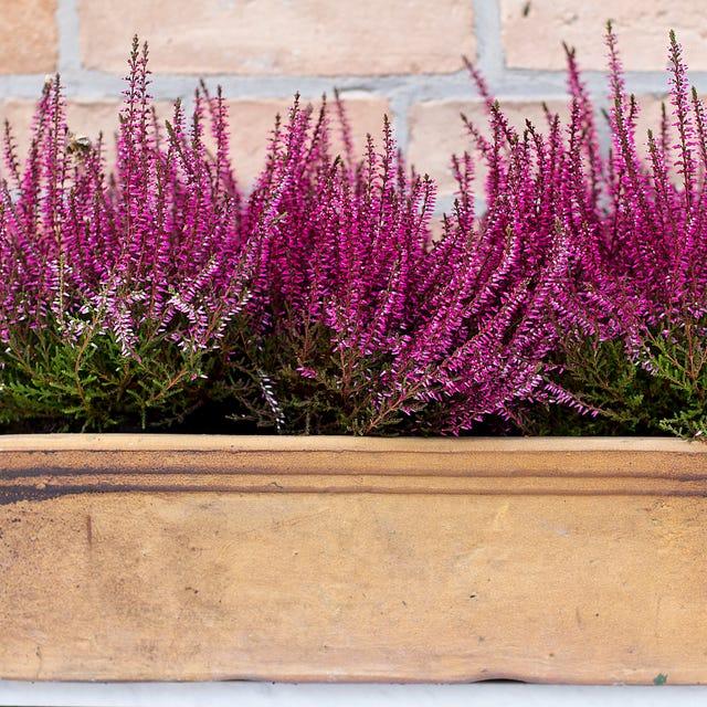 Calluna Vulgaris 'dark Beauty' - View 22 from www redcrocus com