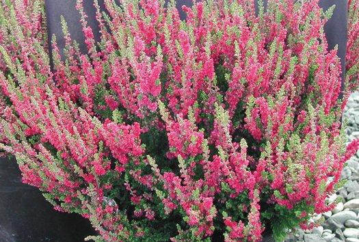 Calluna Vulgaris 'dark Beauty' - View 24 from www redcrocus com