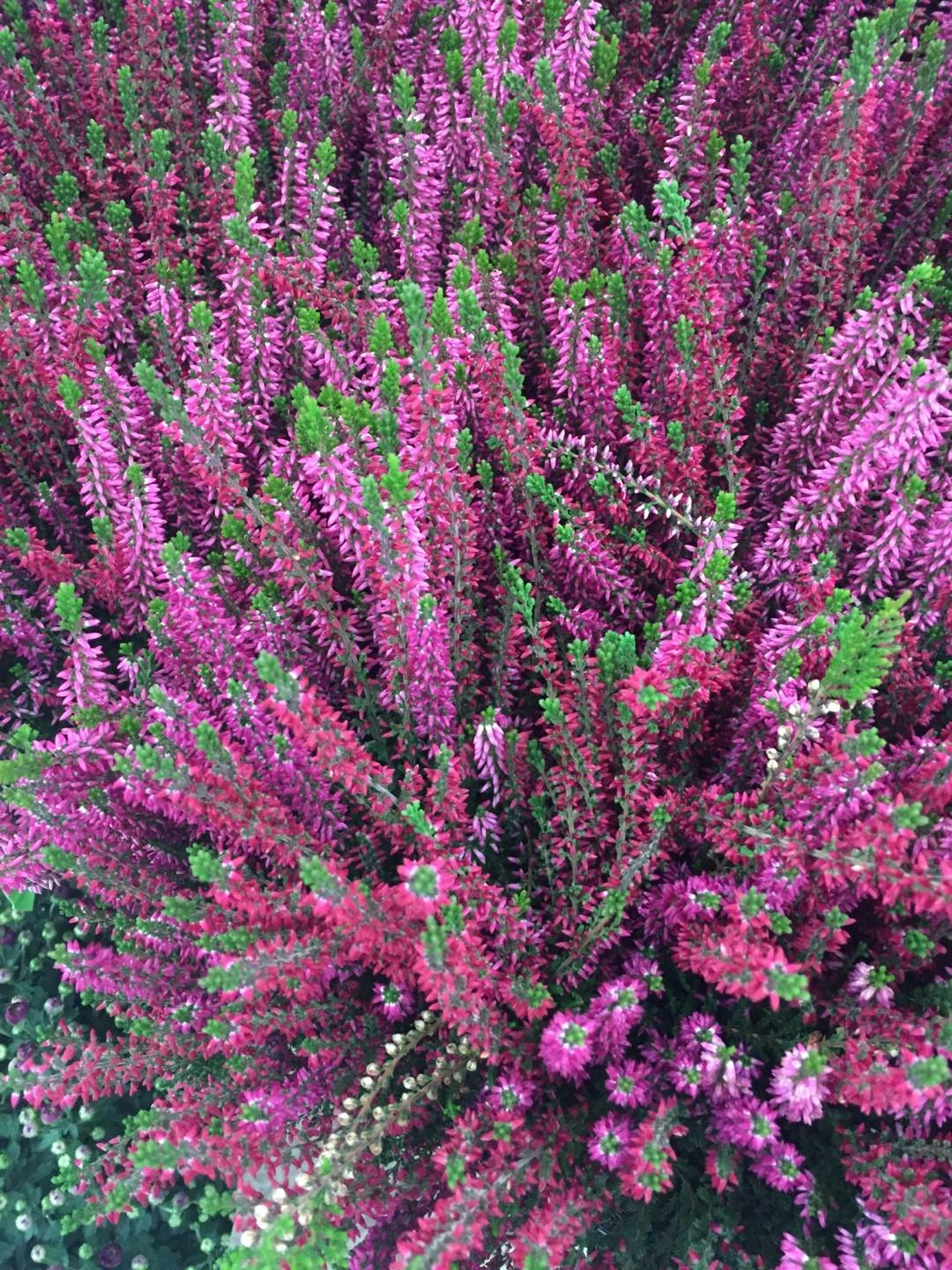 Calluna Vulgaris 'dark Beauty' - View 25 from www redcrocus com