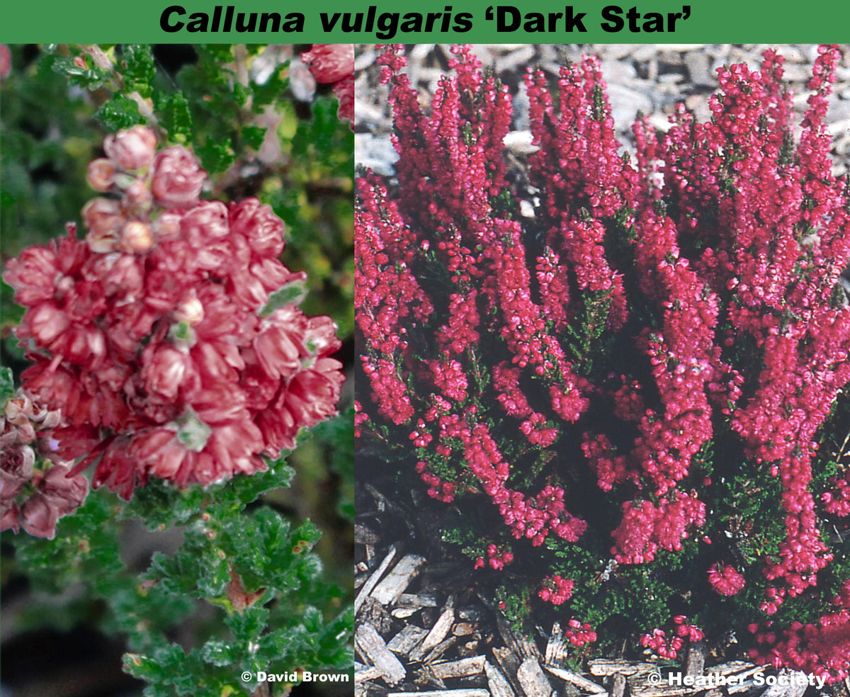 Calluna Vulgaris 'dark Beauty' - View 27 from www redcrocus com