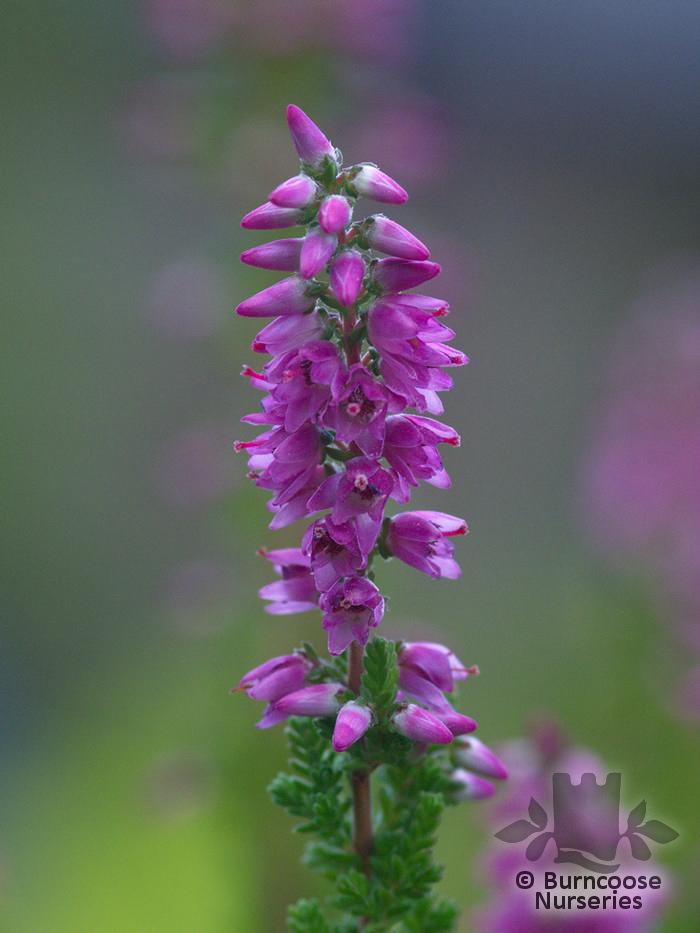 Calluna Vulgaris 'dark Beauty' - View 29 from www redcrocus com