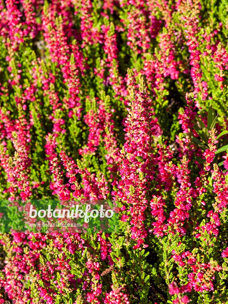 Calluna Vulgaris 'dark Beauty' - View 31 from www redcrocus com